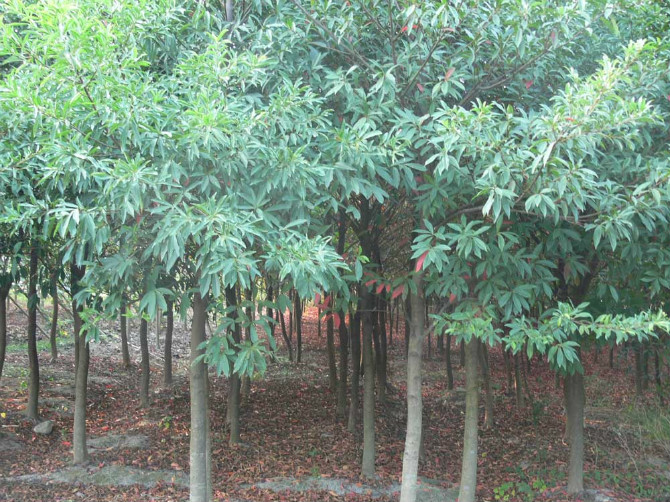 江西杜英 