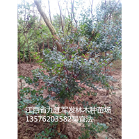 江西赤楠 