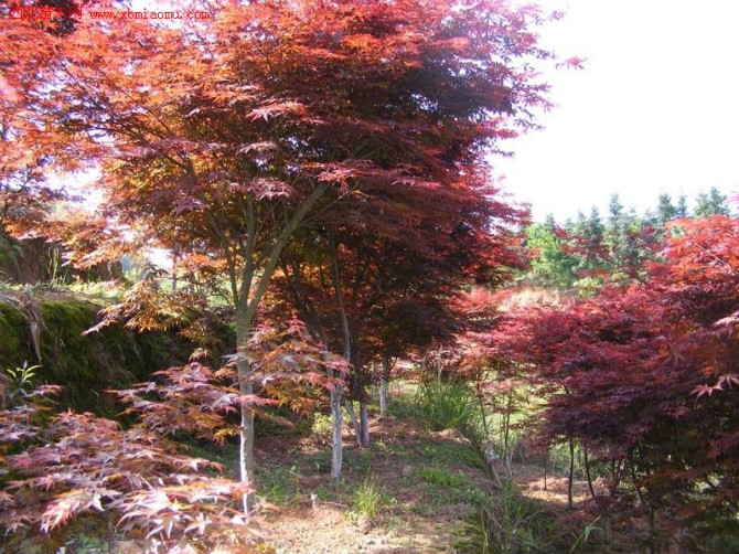 江西红枫 