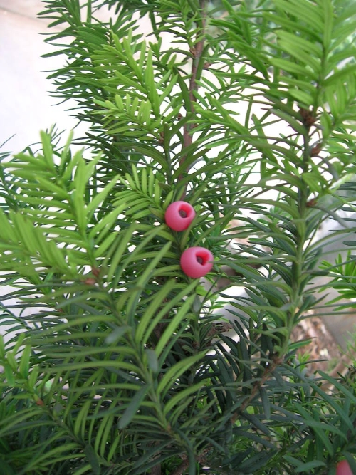 江西红豆杉 