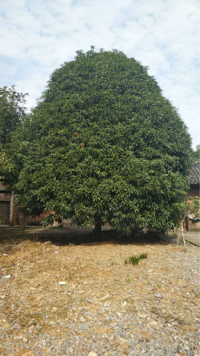 广西桂花树基地有?桂林桂花树新闻头条 