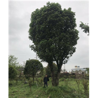 广西大桂花树-广西大桂花树1-广西大桂花树2 