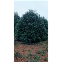 广西桂花树基地-广西桂花树*广西大桂花树- 