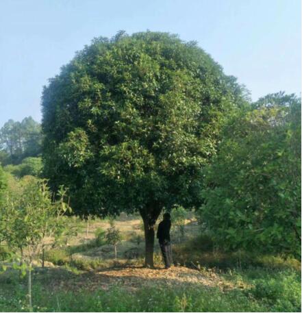 广西桂花树基地、广西桂花树地址、广西桂花树电话 