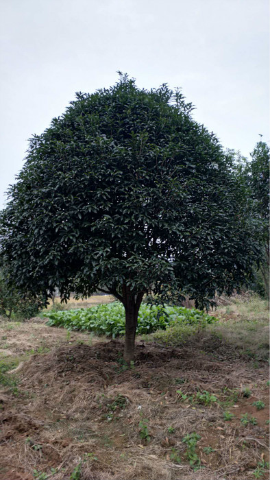 广西优质桂花树、广西大桂花树、钦州大桂花树 