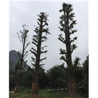 广西桂林兴安多多苗木基地--广西银杏|桂林银杏树 