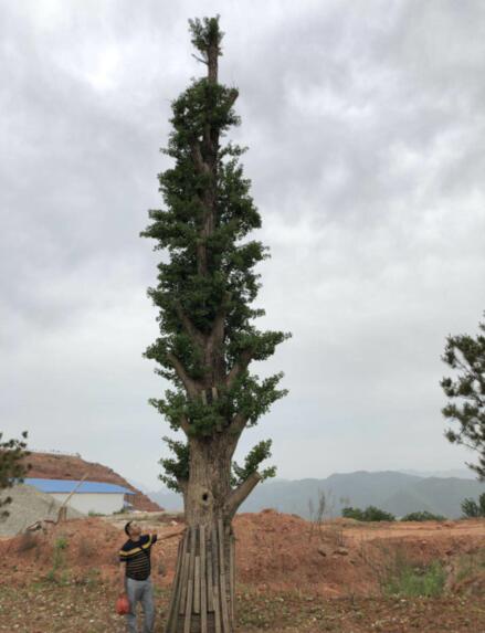 成都大银杏树_重庆大桂花树_贵阳大银杏树 