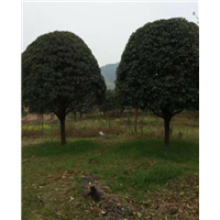 广西桂花树-广西桂花树1-广西桂花树2 