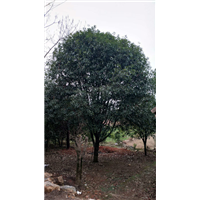 广西桂花树- 四川大桂花树=昆明大桂花树 