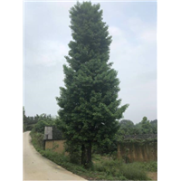 广西银杏树基地,广西银杏树产地,广西桂林银杏树 