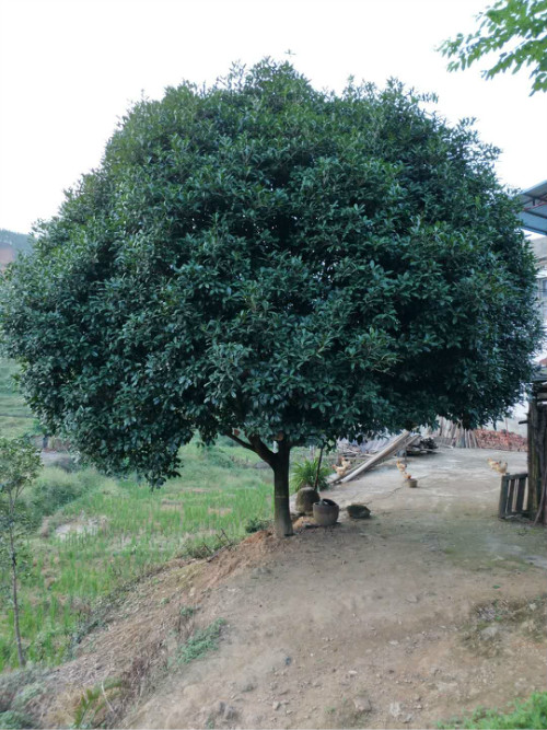 广西精品桂花树 、广西大桂花树 