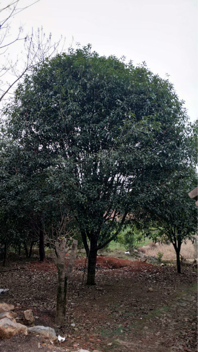 广西桂花树- 四川大桂花树=昆明大桂花树 
