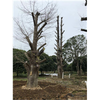 桂林银杏、桂林银杏树、桂林大银杏树 