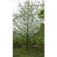 广西银杏树-广西大银杏树-银杏种植技术 
