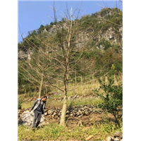 广西银杏树|广西银杏树|广西银杏树 