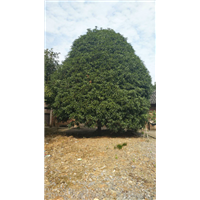 广西桂花树基地有?桂林桂花树新闻头条 
