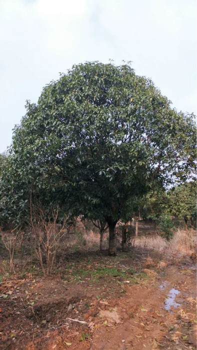 广西桂花树=广西桂花树1=广西桂花树@ 