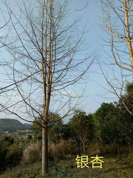桂林银杏树价格、桂林银杏树、桂林银杏树批发 