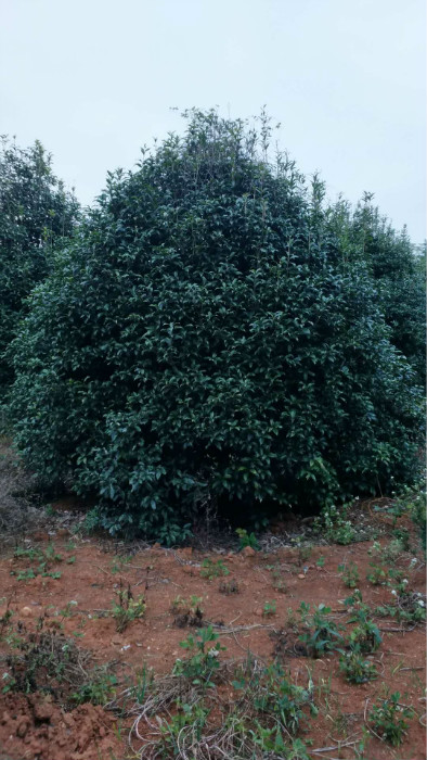 广西桂花树基地-广西桂花树*广西大桂花树- 