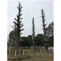桂林银杏树_重庆银杏树_四川大银杏树 