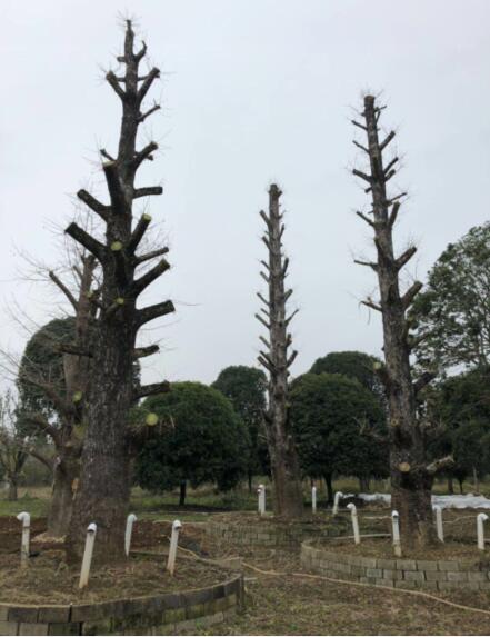 桂林银杏树_重庆银杏树_四川大银杏树 