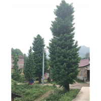 桂林银杏树_广西大桂花树_广西大银杏树 