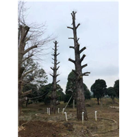 广西大银杏树 
