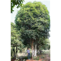广西桂花树、桂林桂花树、广西大桂花树 