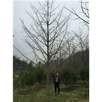 广西桂林兴安多多苗木基地--广西大银杏树 
