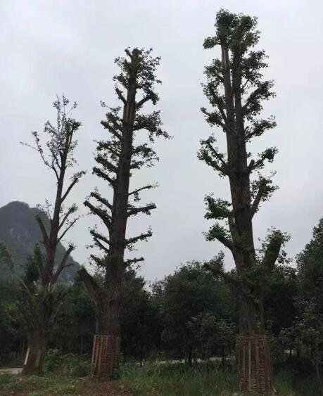 广西桂林兴安多多苗木基地--广西银杏|桂林银杏树 