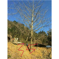 广西银杏树_广西桂花树_桂林银杏树_桂林桂花树 