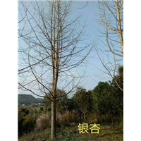 桂林银杏树价格、桂林银杏树、桂林银杏树批发 