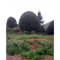 广西桂花树批发商-广西大桂花树-桂林大桂花树 