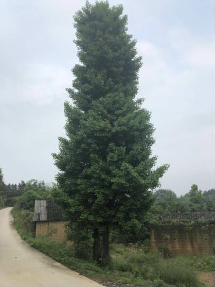广西银杏树基地,广西银杏树产地,广西桂林银杏树 