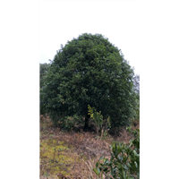 广西桂花精品,广西桂花树,广西桂花价格 