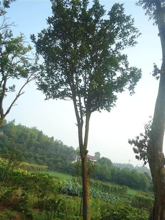 湖南香泡/移栽香泡