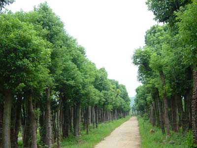 移栽香樟_樟树_宁乡县香樟基地| 湖南宁乡香樟 |移栽香樟