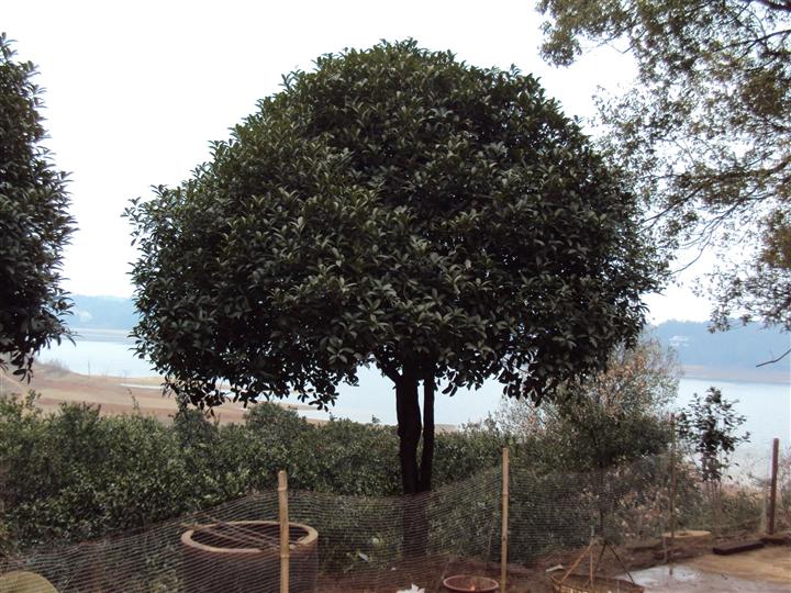 湖南精品桂花/湖南桂花树价格/湖南桂花树/湖南桂花批发 