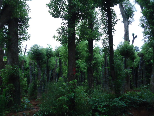 湖南香樟—湖南香樟供用|湖南香樟基地