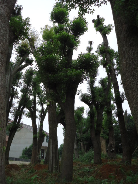 香樟1&香樟2&香樟3&香樟4
