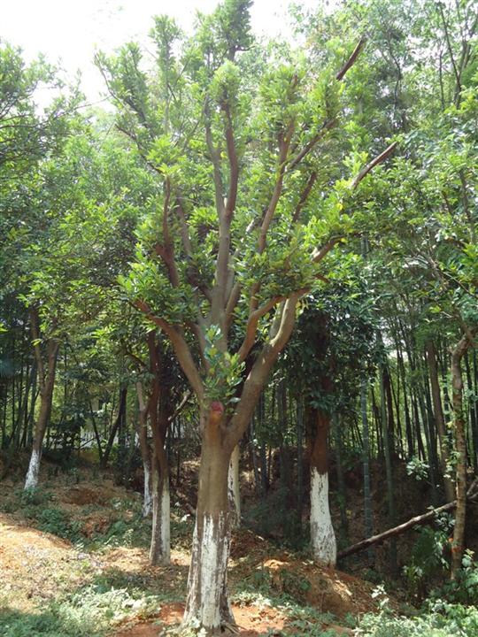供应香泡/香泡价格
