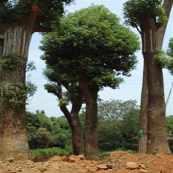 移栽香樟_移栽香樟供应—湖南移栽香樟1 