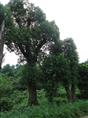 长沙全冠香樟/长沙骨架香樟/长沙杀头香樟
