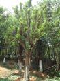 供应香泡/香泡价格