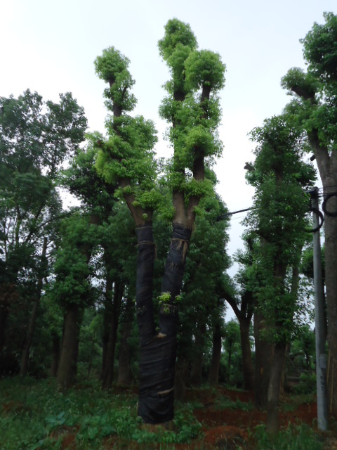 湖南香樟树|湖南香樟价格