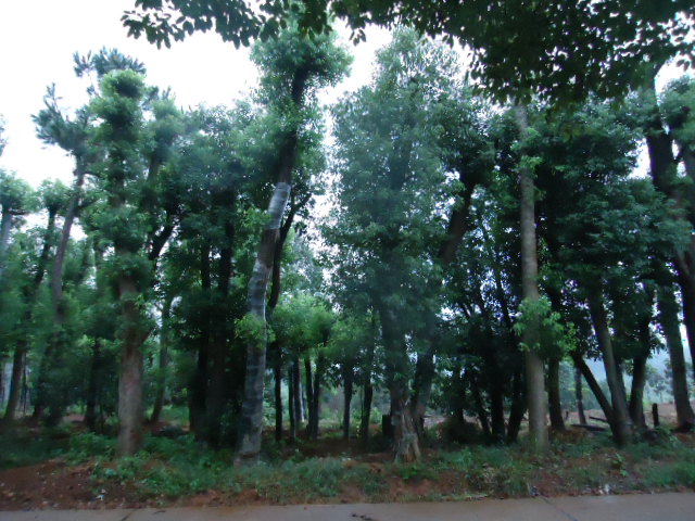 湖南香樟——湖南长沙创绿苗圃