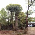 湖南全冠香樟,湖南宁乡香樟,湖南香樟,骨架香樟,宁乡香樟