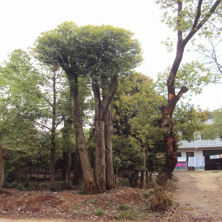 湖南全冠香樟,湖南宁乡香樟,湖南香樟,骨架香樟,宁乡香樟