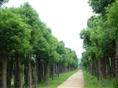 移栽香樟_樟树_宁乡县香樟基地| 湖南宁乡香樟 |移栽香樟