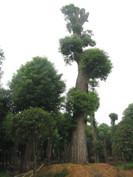 湖南香樟|湖南香樟基地